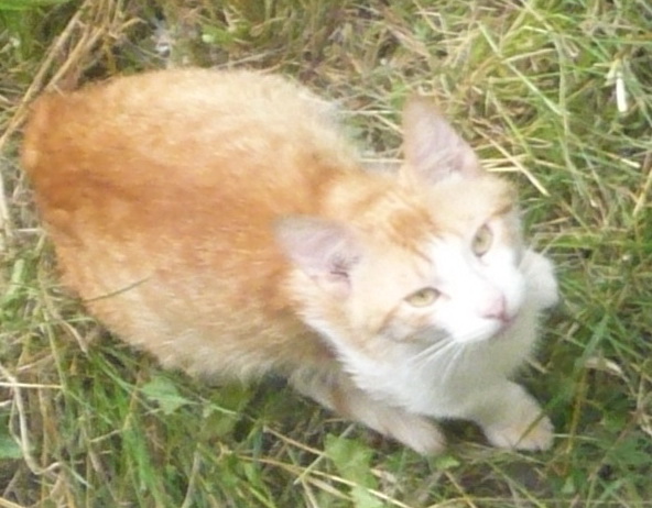 Рыжий кот 2