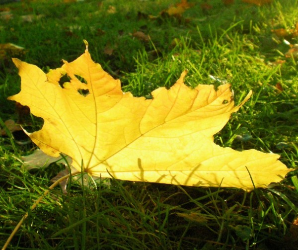 Download wallpaper autumn, leaves, maple, section nature in resolution 1920x1080