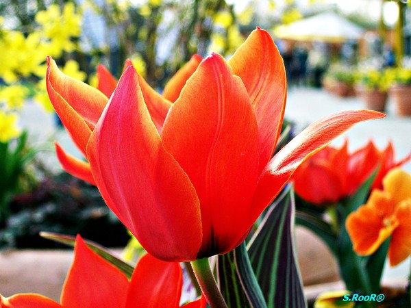 Бездонная любовь. 1992г