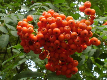 Грозди спелой рябины