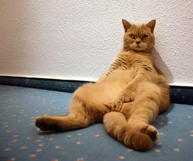 Бродячий кот