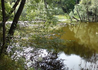 Корчеватое Киев