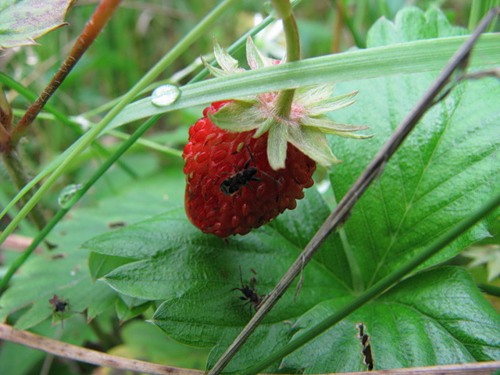 Волчицей за тобой...