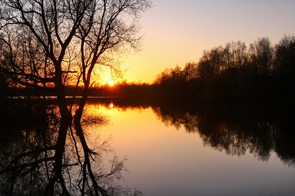 Лесные дали