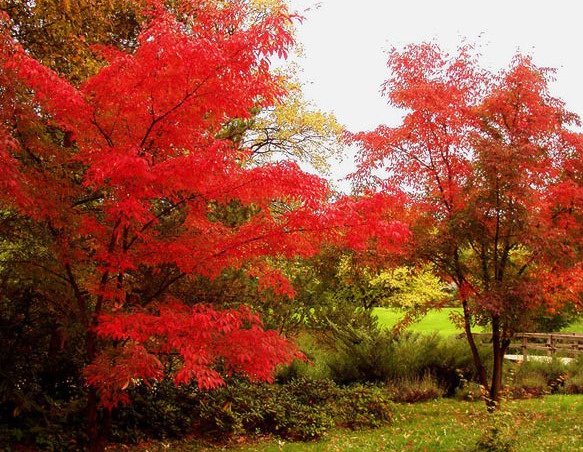 Алые паруса