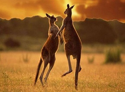 В Австралии. Михаил Крапунов