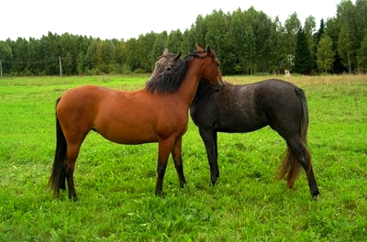 Эх кони что за кони. Вихрь ли сидят в ваших гривах. Возбужденная лошадь. Лошадки. Лежачая лошадь.