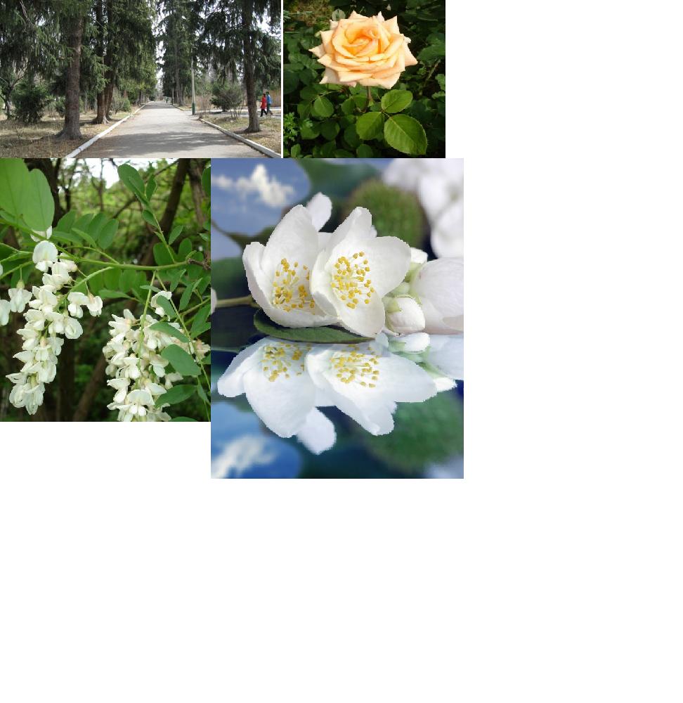 Мой старый парк