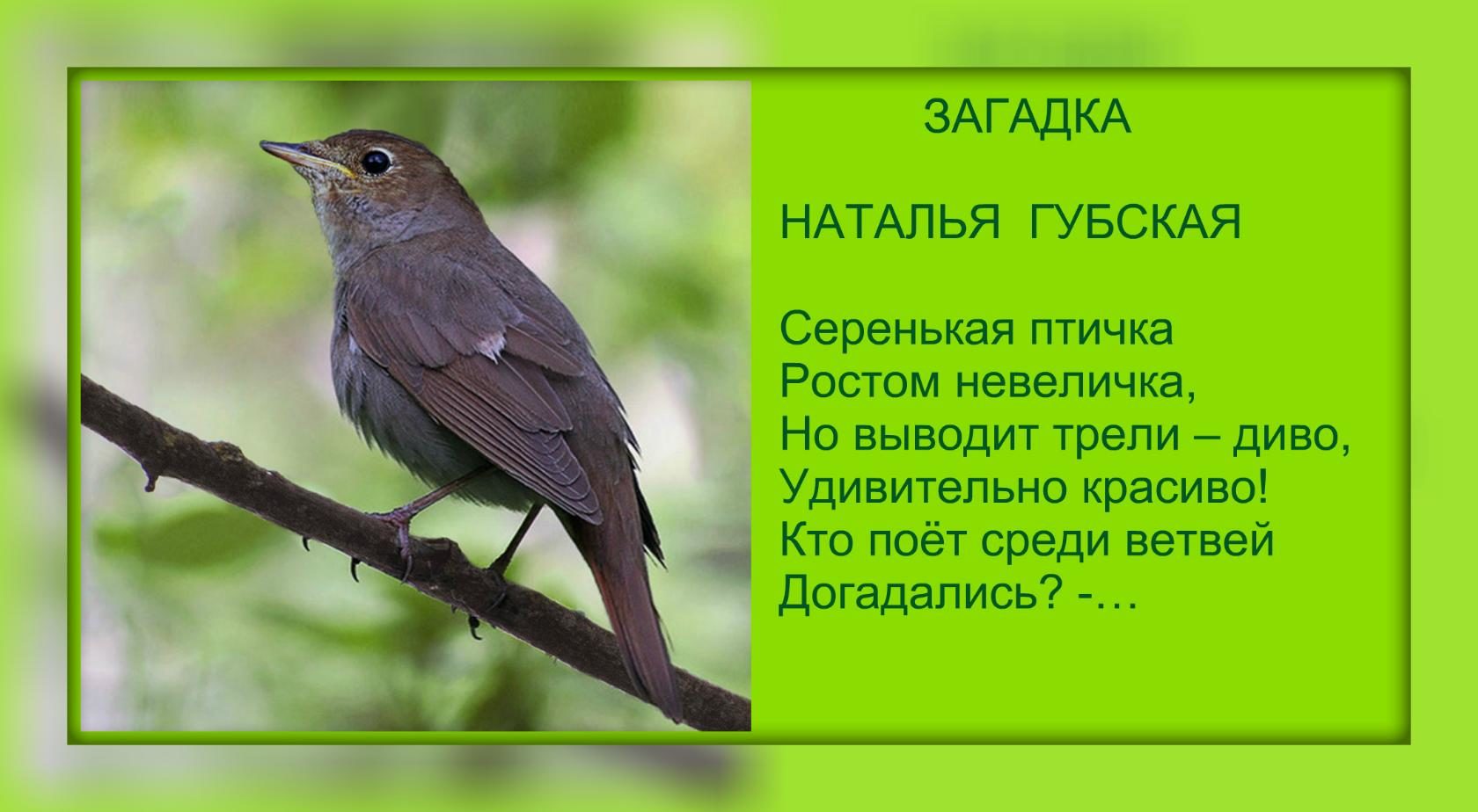 Загадка о скворце 2 класс. Загадка про соловья для детей. Птичка-невеличка. Серенькая птичка ростом невеличка. Загадки про птиц.