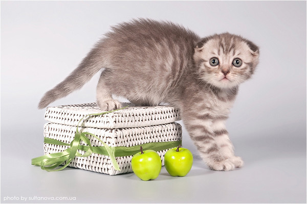 Киска-террористка