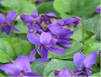 Весны вновь солнце заискрило