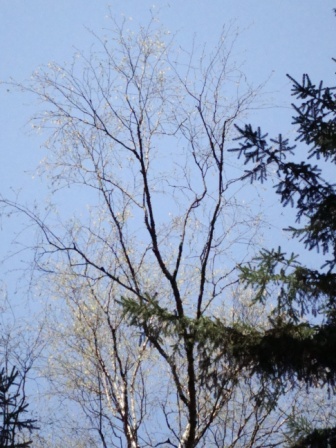 Весеннее