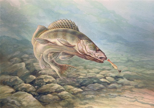 Судак-разбойник