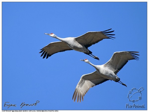 Весенние стишные разливы Непомнящего ВП