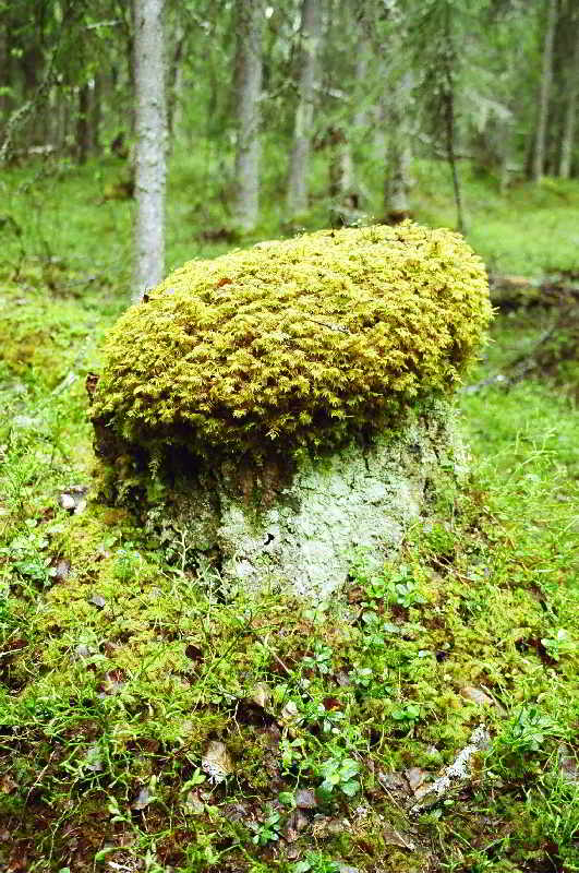 Наша Земля. Русь былинная