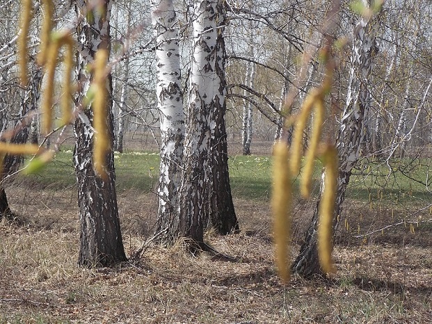 Под ногами сухой шелест листьев