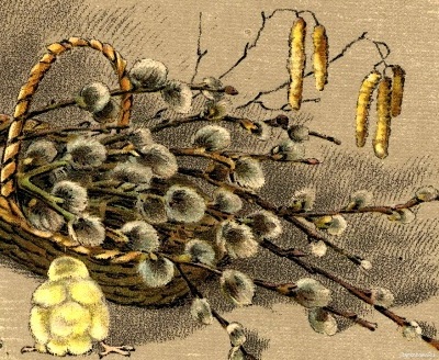 Веточка вербы