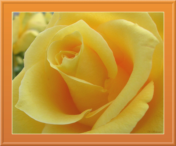 Чайные розы