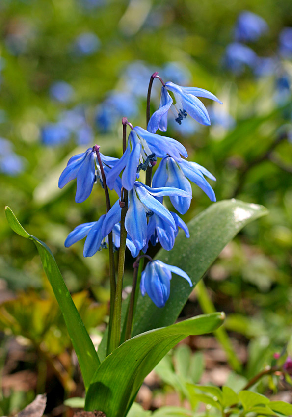 Очаровательна Пролеска...