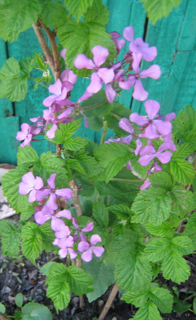 Жажда жизни