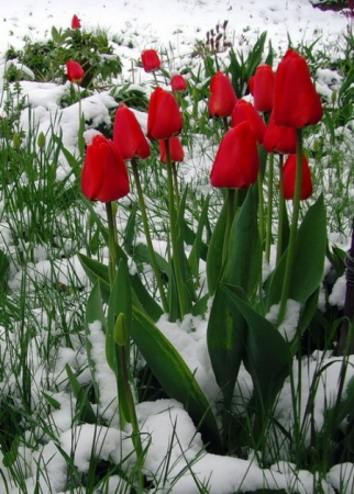 Весна. Это май или не май