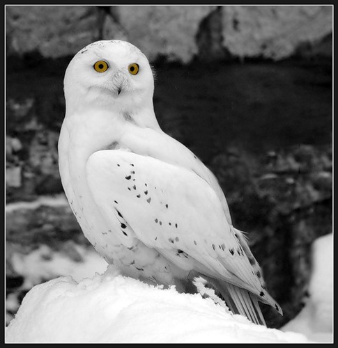 я Белая сова, сошедшая с ума