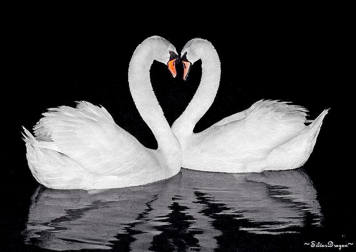 Верность похожие. Два лебедя. Пара лебедей. Лебеди символ верности. Лебеди (птицы).