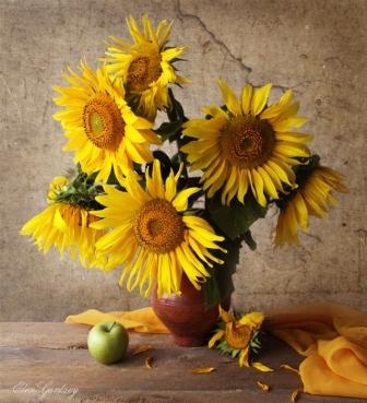 Соняхи юностi