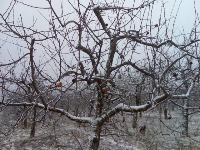 Высох середина ствола яблони. Гибнет яблоня. Как понять что кусти яблоня погибает. Гибнет яблоня. Гибнет яблоня.