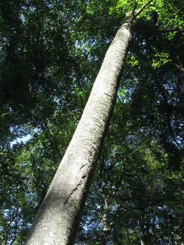 Буковый лес