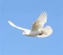 Письмо для любящих