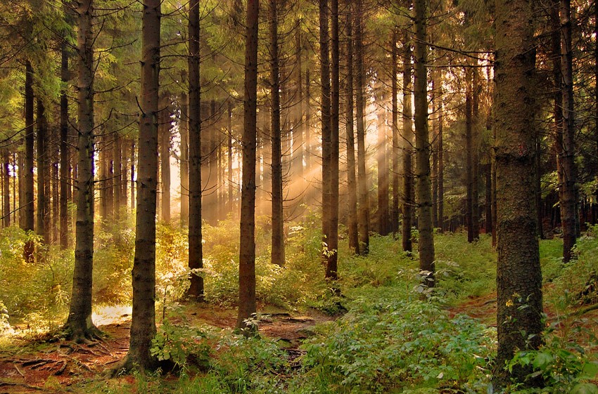Весенние звуки леса скачать бесплатно