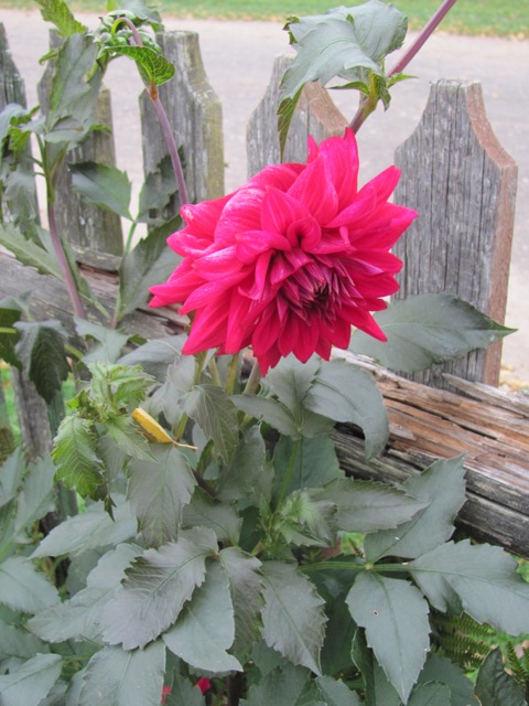 Не жалейте цветы любимым...