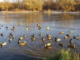 Пруд и речка