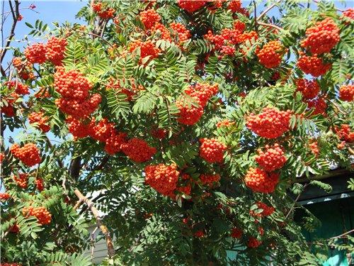 Полней бокал! Виват!