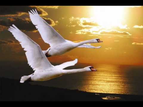 Не стреляйте в белых лебедей