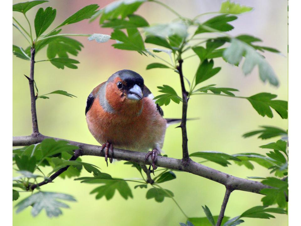 Весенние птицы. 2. Зяблик (Андрей-Сын Апреля) / Стихи.ру