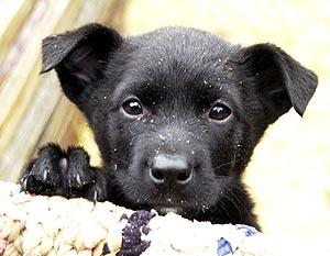 Надежда в сердце бездомным щенкам