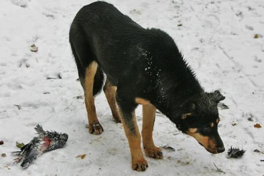 В каждом из нас живут два разных человека. Притча