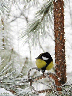 14 С-17 Озябшая Синичка