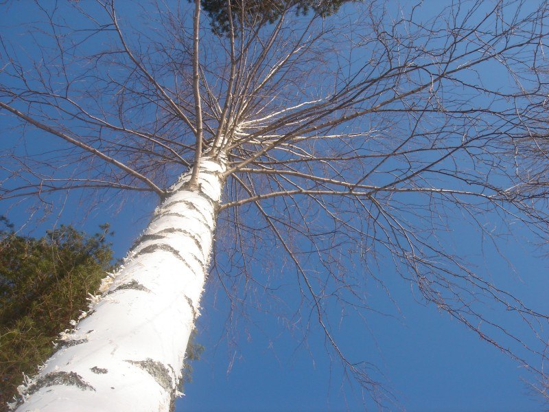 Ностальгия