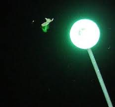 Nocturnal realities or Нiчнi реалiji