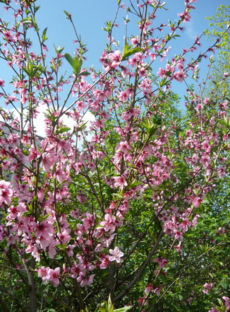 У деда персики цвели