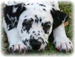 Монолог Норы...