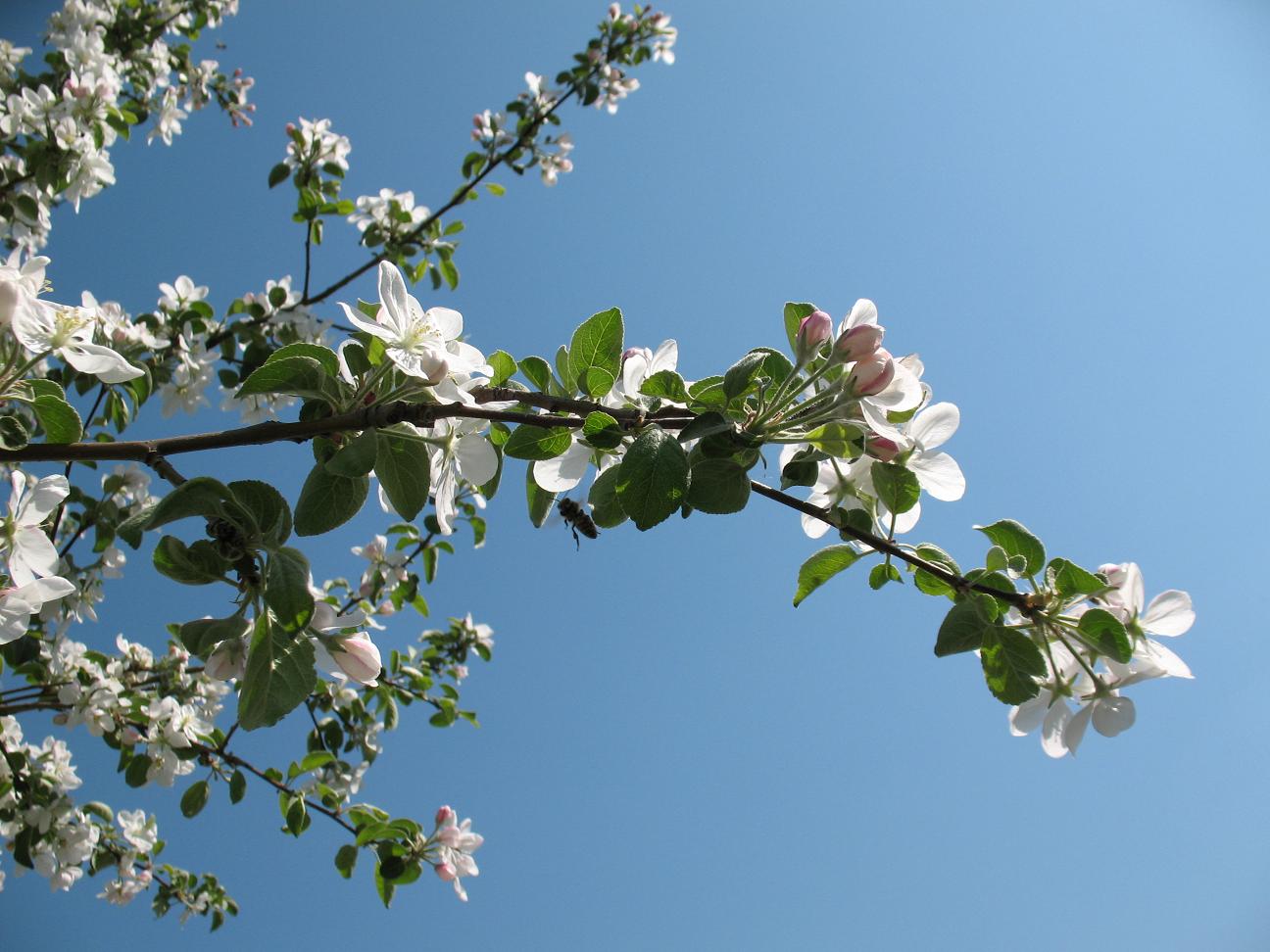 Весной кружится голова. Яблони в цвету. Белая яблоня на фоне неба. Цветущая яблоня на фоне неба. Яблоня в цвету на фоне неба.