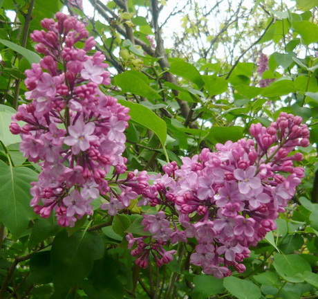 Я искала тебя много зим, много лет