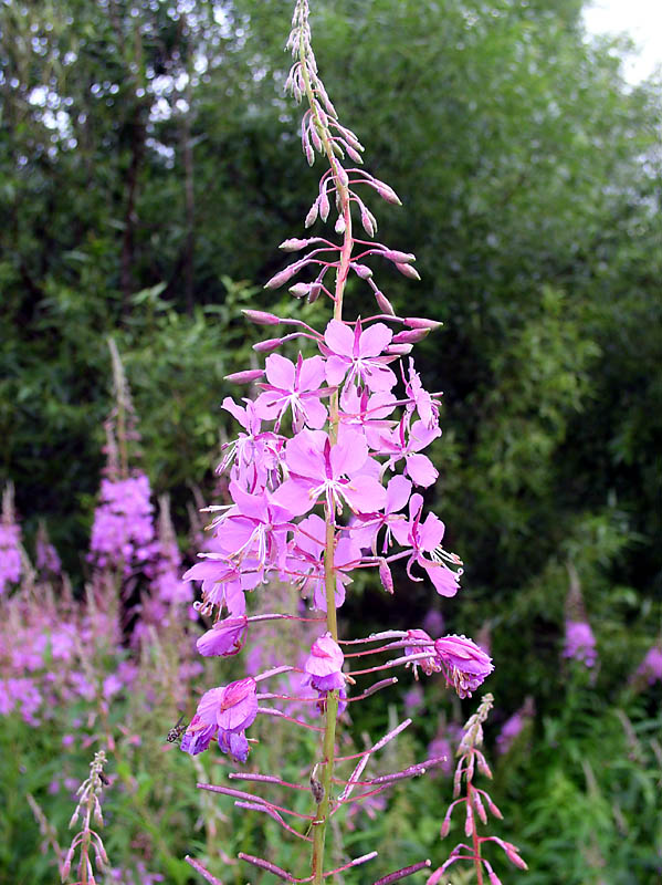 Кипрей растет. Кипрей ареал. Кипрей узколистный. Кипрей мелкоцветковый. Кипрей растет.