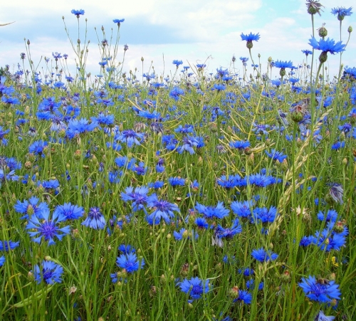 И в травы падает слеза