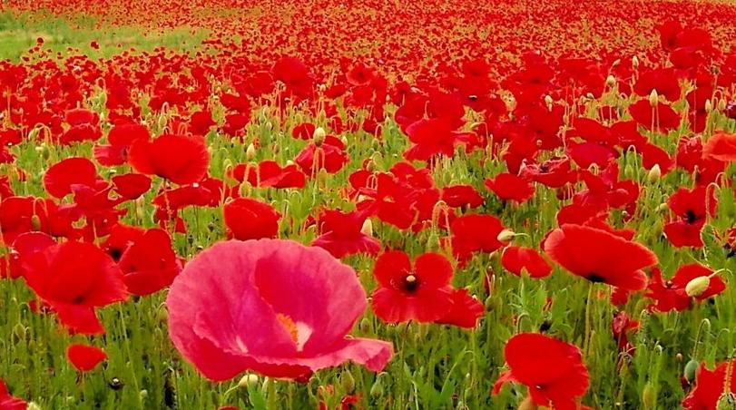 Алые маки. Алые маки фото. Алые маки Ватерлоо. Алый Мак в поле русский язык 2 класс