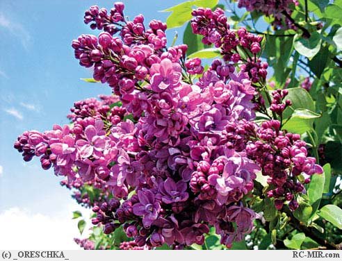 Наш с тобой романс...